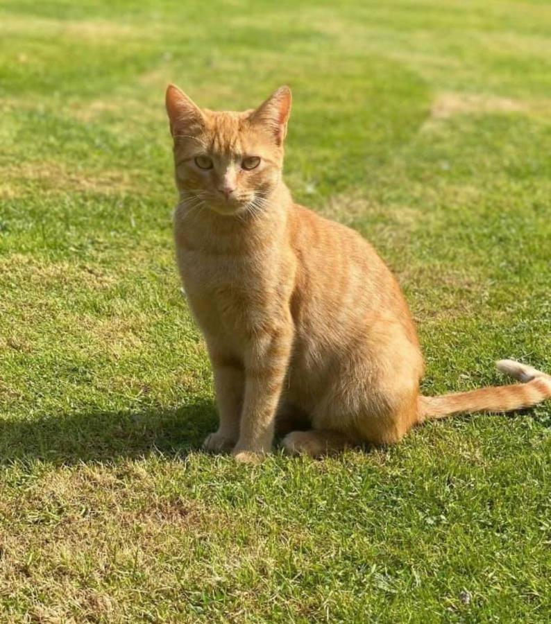 Meerkat Manor Colwall Kültér fotó